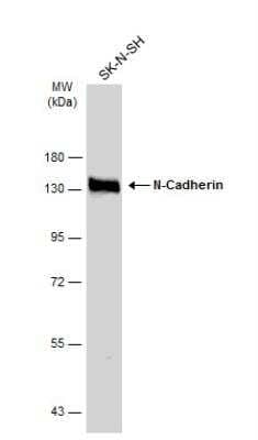 Western Blot: N-Cadherin Antibody [NBP2-19457]