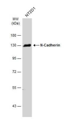 Western Blot: N-Cadherin Antibody [NBP2-19457]