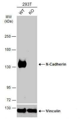 Knockout Validated: N-Cadherin Antibody [NBP2-19457]