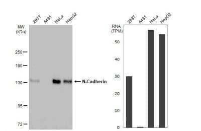 Western Blot: N-Cadherin Antibody [NBP2-19457]