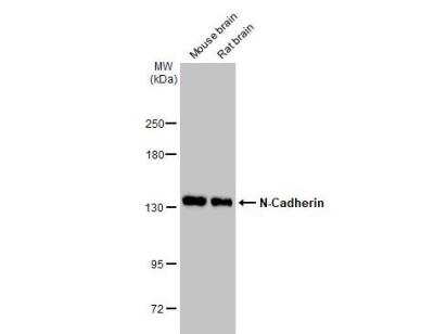 Western Blot: N-Cadherin Antibody [NBP2-19457]
