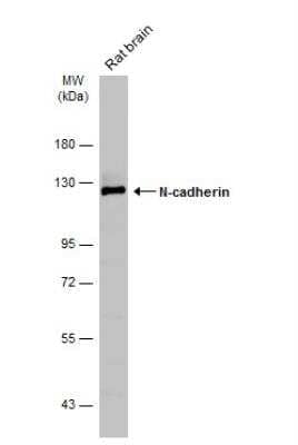 Western Blot: N-Cadherin Antibody [NBP2-19459]
