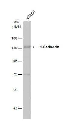 Western Blot: N-Cadherin Antibody [NBP2-19459]