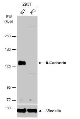 Knockout Validated: N-Cadherin Antibody [NBP2-19459]