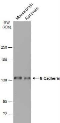 Western Blot: N-Cadherin Antibody [NBP2-19459]