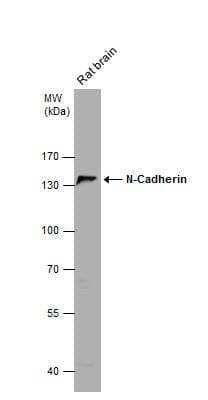 Western Blot: N-Cadherin Antibody [NBP2-19460]