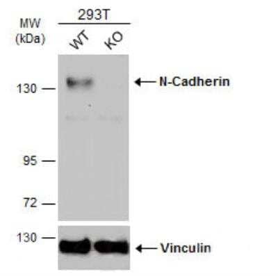 Knockout Validated: N-Cadherin Antibody [NBP2-19460]