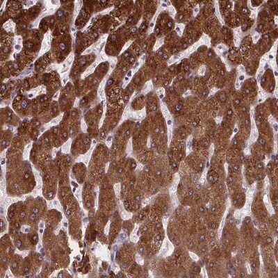 Immunohistochemistry-Paraffin: N-Deacetylase/N-Sulfotransferase 1/NDST1 Antibody [NBP2-37978]