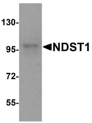 Western Blot: N-Deacetylase/N-Sulfotransferase 1/NDST1 AntibodyBSA Free [NBP2-81758]