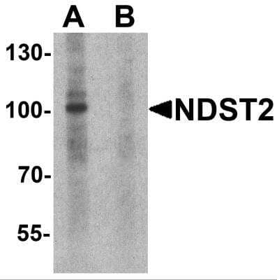 Western Blot: N-Deacetylase/N-Sulfotransferase 2/NDST2 AntibodyBSA Free [NBP2-81747]