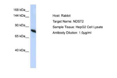 Western Blot: N-Deacetylase/N-Sulfotransferase 2/NDST2 Antibody [NBP2-83260]