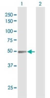 Western Blot: N-PAC Antibody [H00084656-B01P]