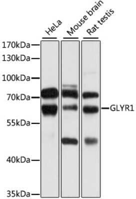 Western Blot: N-PAC AntibodyBSA Free [NBP2-93036]