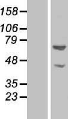 Western Blot: N-PAC Overexpression Lysate [NBP2-05994]