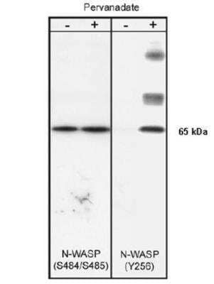 Western Blot: N-WASP [p Tyr256] Antibody [NB600-1169]