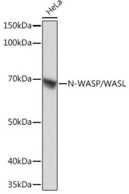 Western Blot: N-WASP Antibody (4P5M9) [NBP3-16103]