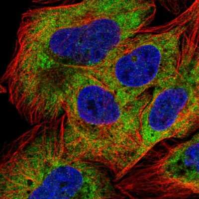 Immunocytochemistry/ Immunofluorescence: N acetyl transferase 5 Antibody [NBP2-56635]