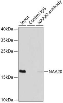 Western Blot: N acetyl transferase 5 AntibodyAzide and BSA Free [NBP2-94531]
