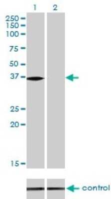 Western Blot: N myc interactor Antibody (9D8) [H00009111-M01]
