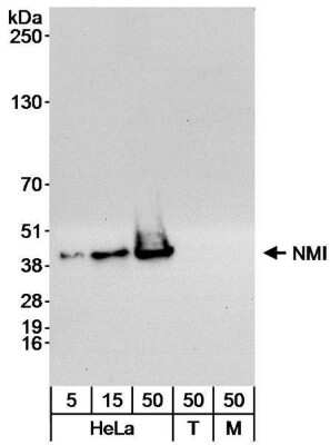 Western Blot: N myc interactor Antibody [NB100-764]