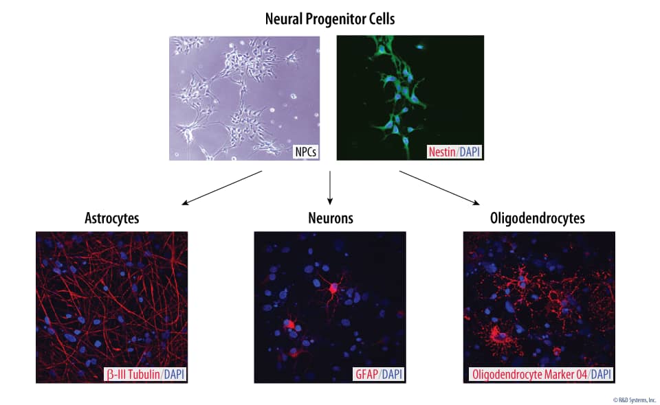 Verification of Neural Progenitor Cell Multipotency Following Expansion with N-2 Plus Media Supplement