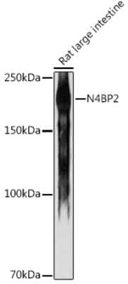 Western Blot: N4BP2 AntibodyAzide and BSA Free [NBP3-16022]