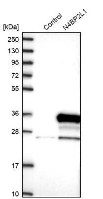 Western Blot: N4BP2L1 Antibody [NBP1-84531]