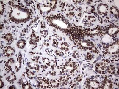 Immunohistochemistry: N4BP2L2 Antibody (OTI1C8) [NBP2-46078]