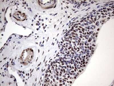 Immunohistochemistry: N4BP2L2 Antibody (OTI1C8) [NBP2-46078]