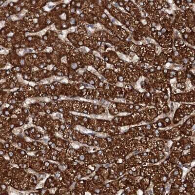 Immunohistochemistry-Paraffin: N4BP2L2 Antibody [NBP2-32624]