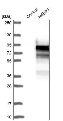 Western Blot: N4BP3 Antibody [NBP2-48511]