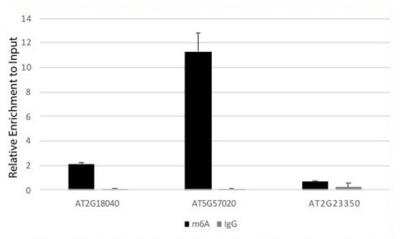 Immunoprecipitation: N6-methyladenosine (m6A) Antibody - Azide and BSA Free [NBP3-05657]
