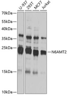 Western Blot: N6AMT2 AntibodyBSA Free [NBP2-93077]