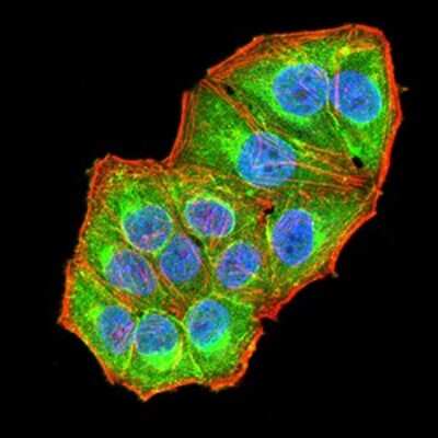 Immunocytochemistry/ Immunofluorescence: NAA10 Antibody (3G3B9) - BSA Free [NBP2-61891]