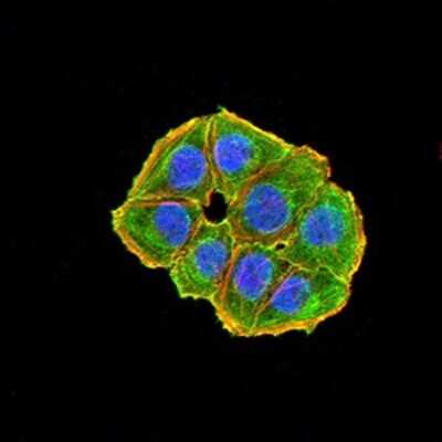 Immunocytochemistry/ Immunofluorescence: NAA10 Antibody (3G3E9) - BSA Free [NBP2-61890]