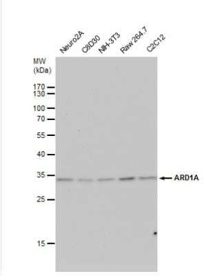 Western Blot: NAA10 Antibody [NBP2-19461]