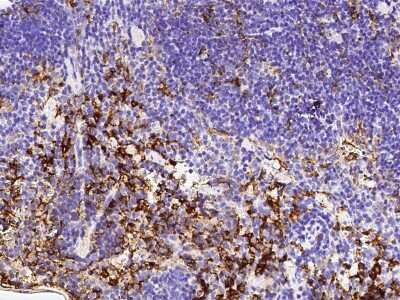 Immunohistochemistry-Paraffin: NAALADase-like 1/NAALADL1 Antibody (022) [NBP2-90748]