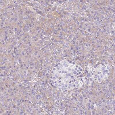 Immunohistochemistry-Paraffin: NAALADase-like 1/NAALADL1 Antibody [NBP2-14584]