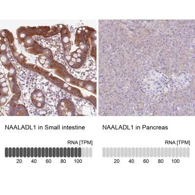 Immunohistochemistry-Paraffin: NAALADase-like 1/NAALADL1 Antibody [NBP2-14584]