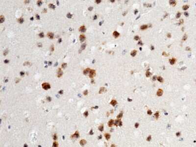 Immunohistochemistry-Paraffin: NAALADase-like 1/NAALADL1 Antibody [NBP2-98362]