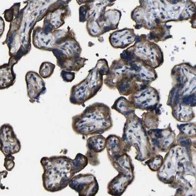 Immunohistochemistry-Paraffin: NAALADase-like 2/NAALADL2 Antibody [NBP1-86475]
