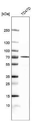 Western Blot: NAALADase-like 2/NAALADL2 Antibody [NBP1-86475]