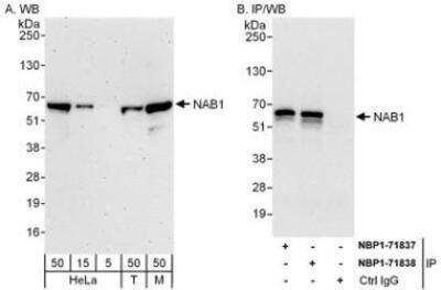 Western Blot: NAB1 Antibody [NBP1-71838]