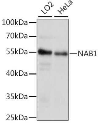 Western Blot: NAB1 AntibodyAzide and BSA Free [NBP2-93389]