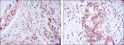 Immunohistochemistry-Paraffin: NAC1 Antibody (6H2) - BSA Free [NBP1-51681]