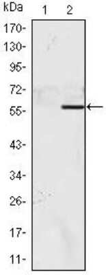 Western Blot: NAC1 Antibody (6H2)BSA Free [NBP1-51681]