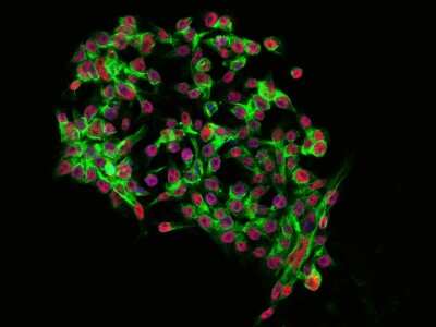 Immunocytochemistry/ Immunofluorescence: NAC1 Antibody [NBP2-98709]