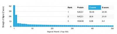 Protein Array: NAC1 Antibody (PCRP-NACC1-1A8) - Azide and BSA Free [NBP3-08833]