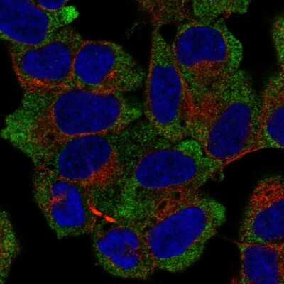 Immunocytochemistry/ Immunofluorescence: NACA1 Antibody [NBP2-57988]