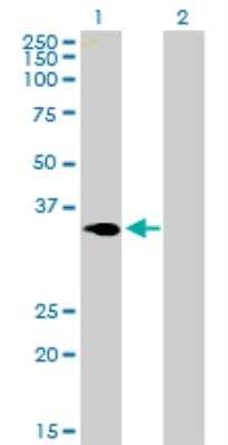 Western Blot: NACA1 Antibody [H00004666-B01P]